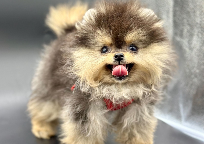 Pomeranian Boo